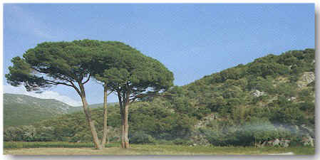 maremma3.jpg (40764 Byte)
