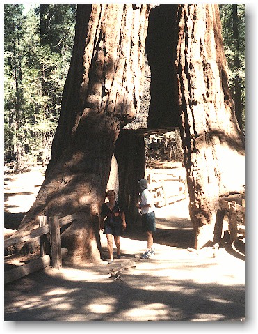 muirwoods.jpg (93575 Byte)